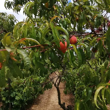Quinta Lugar Da Veiga Winery Farm stay Guiaes
