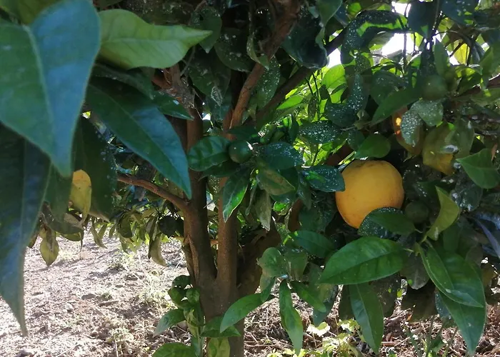 בית חווה Quinta Lugar Da Veiga Winery