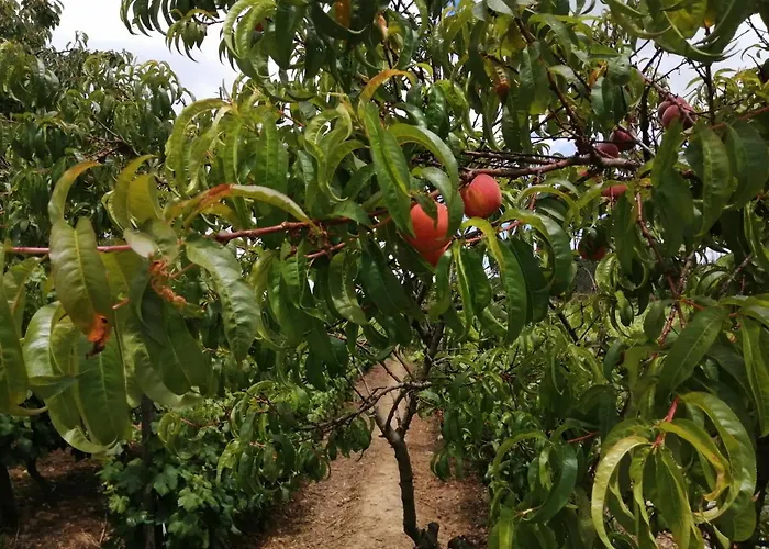 Quinta Lugar Da Veiga Winery בית חווה Guiães